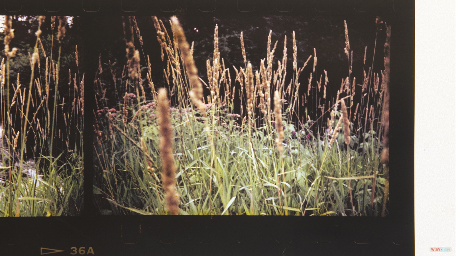 Esquisses et rêverie pour un jardin en devenir, Catherine Tremblay, 2026, Crédits photo Paul Cimon